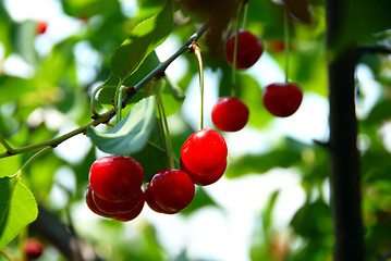 Image showing Growing cherries