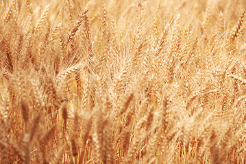 Image showing Wheat field background