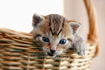 Image showing Adorable kitty in basket