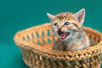 Image showing Adorable kitty in basket