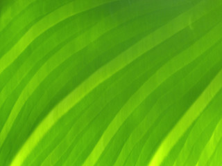 Image showing Abstract green leaf