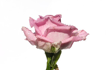 Image showing Pink rose