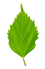 Image showing Hibiscus leaf