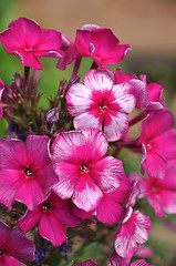 Image showing Phlox Drakon