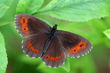 Image showing Erebia ligea, Arran Brown resting on green leaf