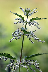 Image showing Urtica dioica, Common Nettle