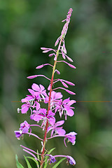 Image showing Fireweed (Epilobium angustifolium)