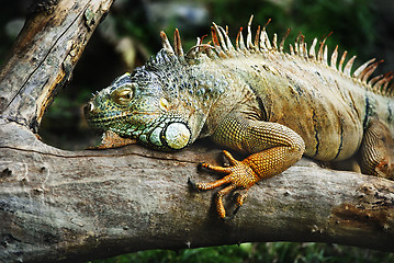 Image showing Iguana