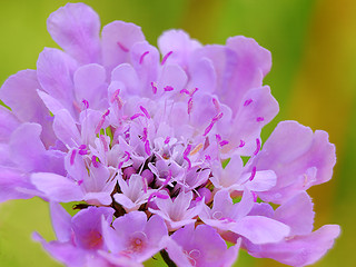 Image showing Pink flower