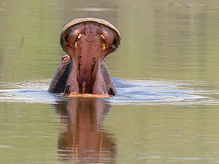 Image showing Hippo