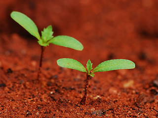 Image showing Seedling