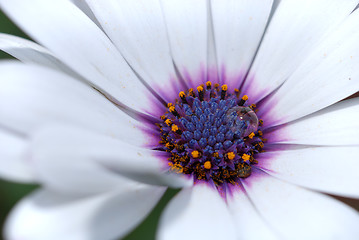 Image showing White flower