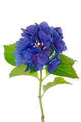 Image showing Lacecap Hydrangea 