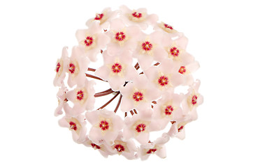 Image showing Hoya carnosa flowers 