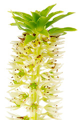 Image showing Eucomis flower