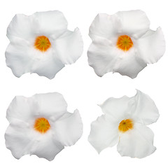 Image showing White flowering Mandevilla