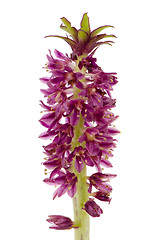 Image showing Eucomis flower