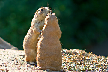 Image showing Dancing Prairie dogs