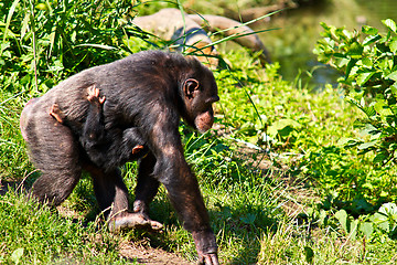 Image showing Female Chimpanzee walking with baby