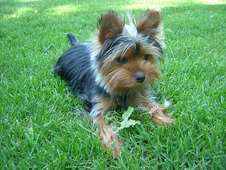 Image showing Yorkie