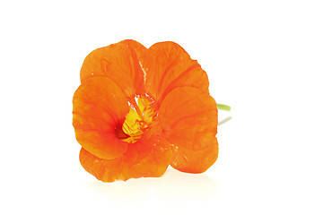 Image showing Nasturtium