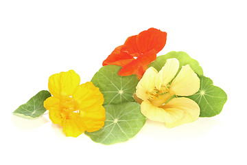 Image showing Nasturtium