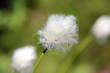 Image showing Close up of Eriophorum, Cotton Grass 