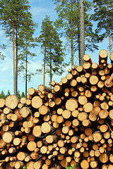 Image showing A Large Stack of Wood with Pine Trees Background