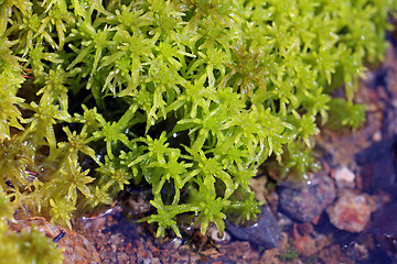 Image showing Macro view of Green Sphagnum Moss by Water