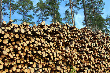 Image showing A Large Stack of Wood for Energy