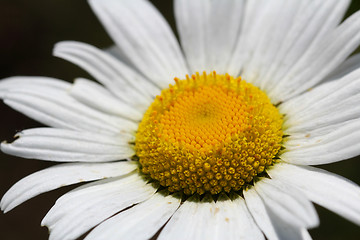 Image showing Close up of Oxeye Daisy (Chrysanthemum leucanthemum) 