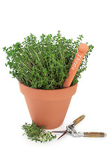 Image showing Thyme Herb Garden