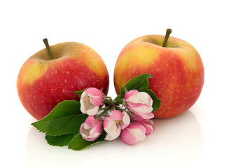 Image showing  Apple Fruit with Flower Blossom