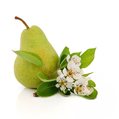 Image showing Pear Fruit  