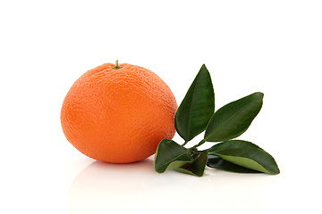 Image showing Mandarin Orange