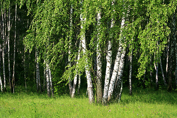 Image showing birch trees with young foliage