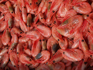 Image showing Fresh shrimps