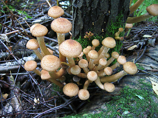 Image showing honey mushrooms growing at tree