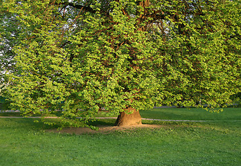 Image showing old tree with green foliage