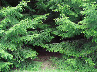 Image showing branches of a pine