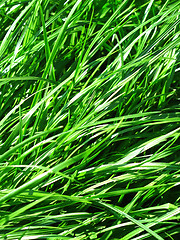 Image showing fresh green grass