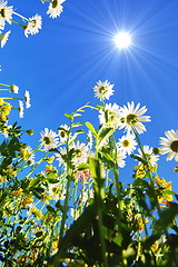 Image showing daisy flower in summer with blue sky