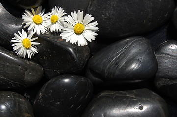 Image showing daisy flowers on black stones