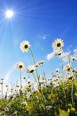 Image showing flower in summer under blue sky