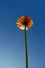 Image showing Gerbera daisy