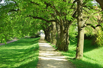 Image showing summer tree alley