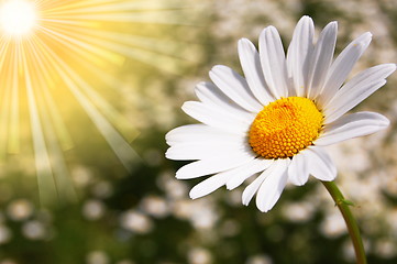 Image showing daisy flower on a summer field