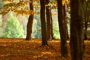 Image showing forest and garden with golden leaves at fall