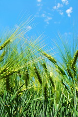 Image showing wheat grain under blue sky