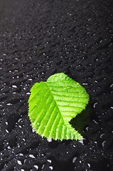 Image showing leaf and black background